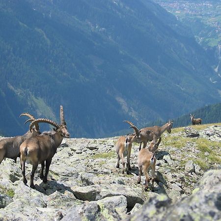 Apart Gletscherblick カウナータール エクステリア 写真
